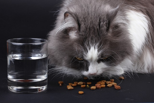 고양이 영양제, 보조제 선택법 & 고양이 영양제 및 보조제 종류