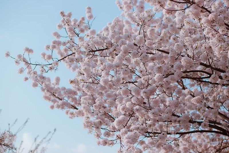 봄바람 살랑이는 벚꽃길 풍경