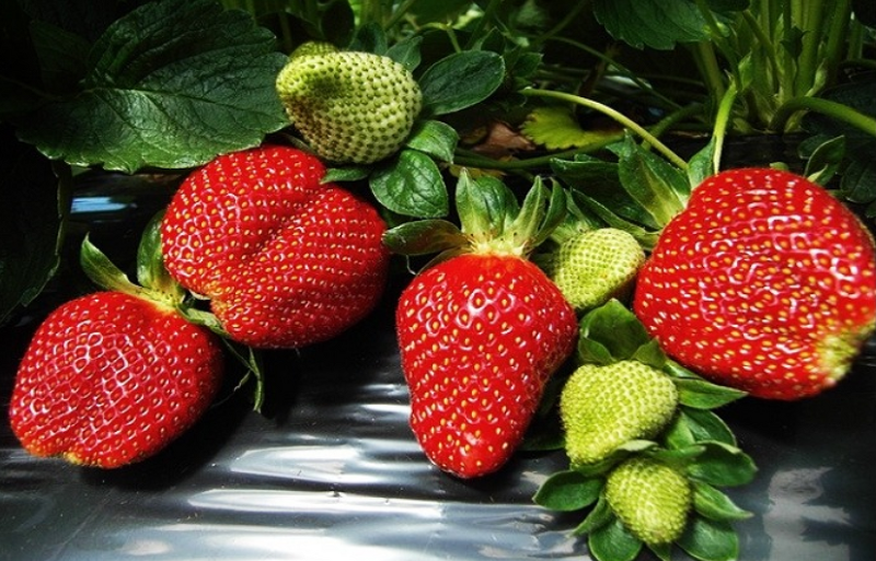 딸기 재배 방법,노지딸기 모종 심는 시기
