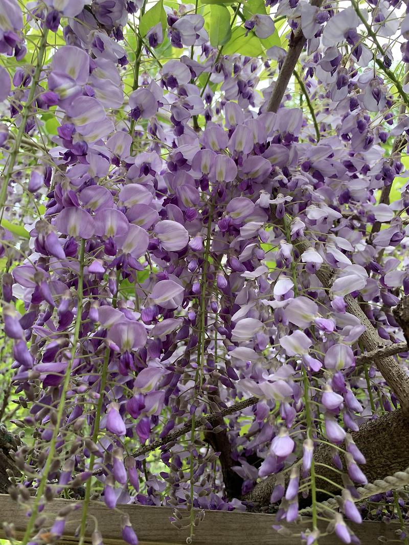 등나무 꽃 수국꽃