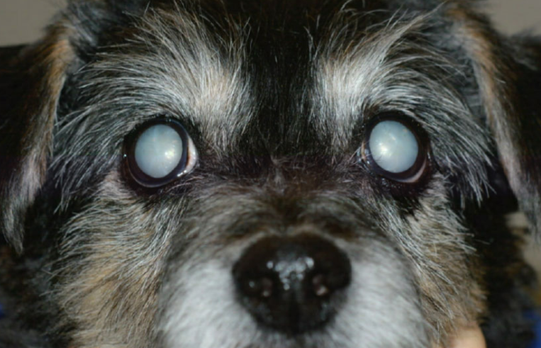 강아지 백내장 핵경화증