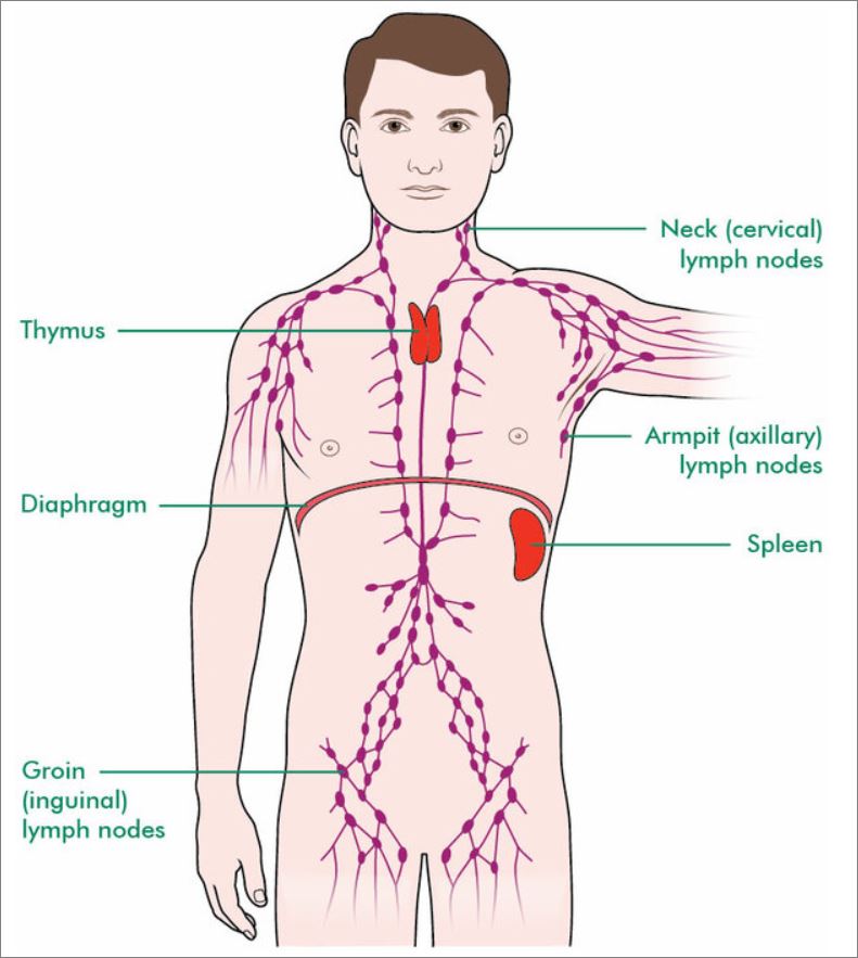 림프계(lymphatic system)