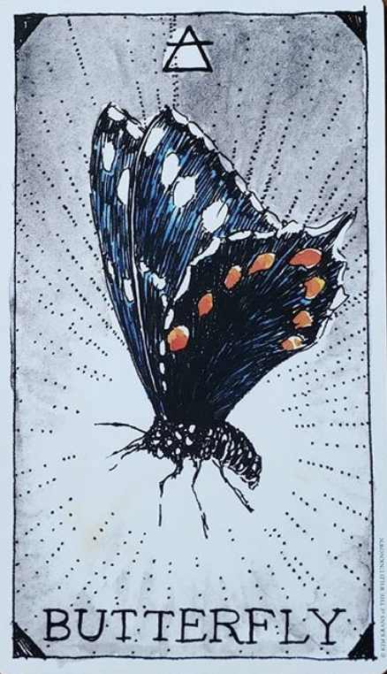 [오라클카드배우기] The wild unknown animal spirit 와일드 언노운 애니멀 스피릿 Butterfly 나비 해석 및 의미