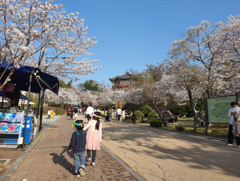 아이들과여행 | 벚꽃 명소 | 서울 어린이 대공원