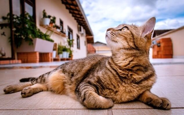 고양이 발정기 5가지 대책 , 원인과 증상에 대해 알아봅니다.