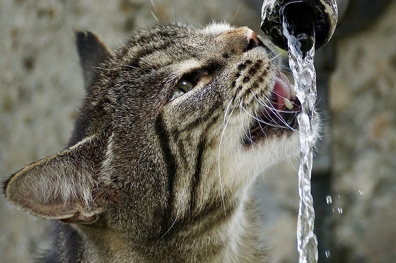 물그릇 대신 변기 물 마시는 고양이 이유가 뭘까?