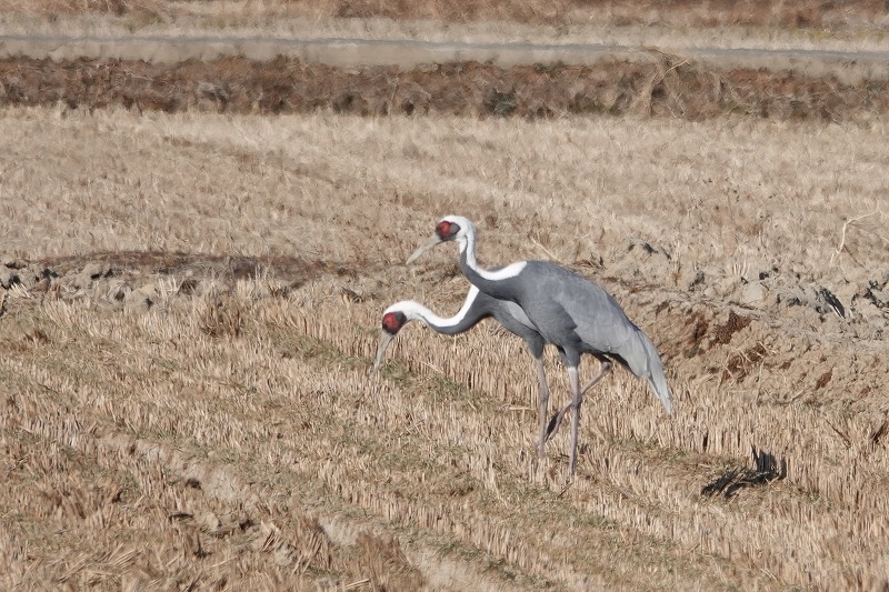 주남저수지 탐조 일기 재두루미(White-naped Crane), 잿빛개구리매(Nothern Harrier), 큰기러기(Bean Goose), 쇠기러기(Greater White-fronted Goose) 등