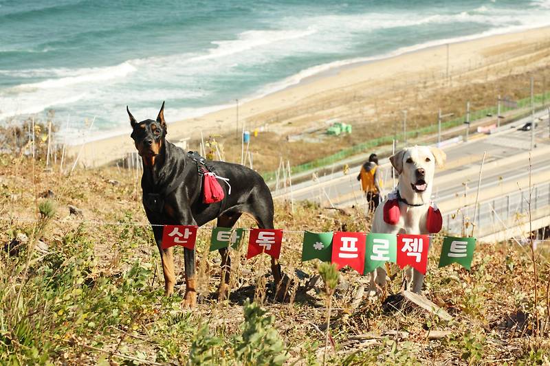 한국유기동물보호협회, 시민 참여형 환경 복원 캠페인 '산타독' 개최