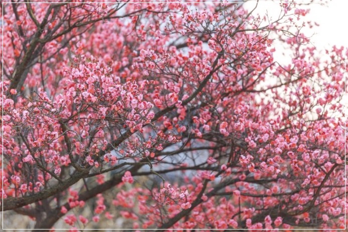 경칩이 지나고 진짜 봄이왔습니다 - 봉은사에 분홍꽃이 폈어요