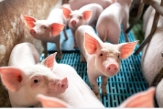 중국 신종 돼지독감 바이러스 발견