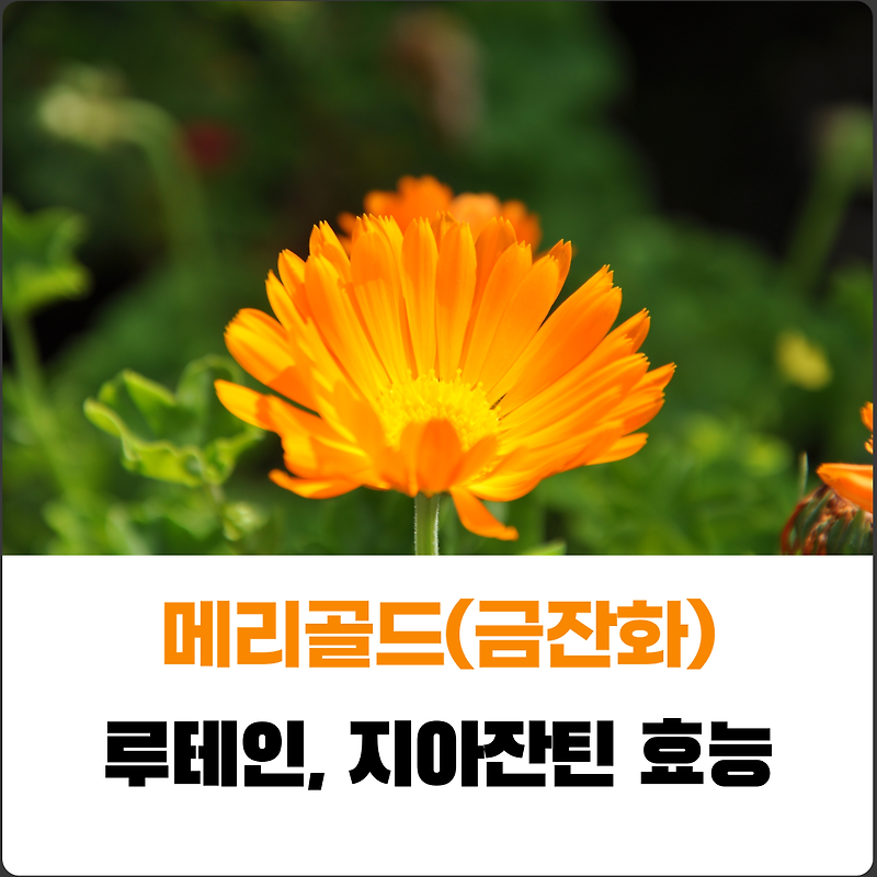 눈건강 루테인이 풍부한  금잔화(메리골드) 꽃차 효능과 부작용