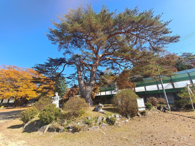 보은 수정 초등학교 법주 분교장 소나무