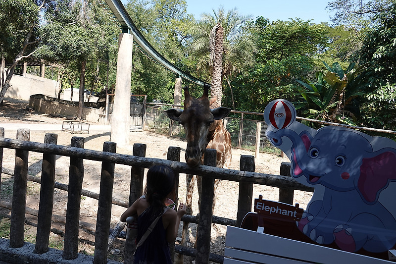 [태국 치앙마이#36] 아이와 함께 치앙마이 태국 치앙마이 동물원(chiangmai zoo) - 1
