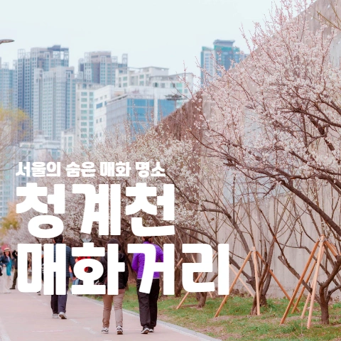 서울의 숨은 매화 명소 