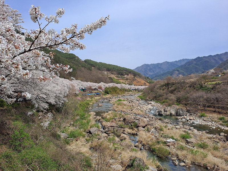 한국의 아름다운길 100선, 하동 화개장터십리벚꽃