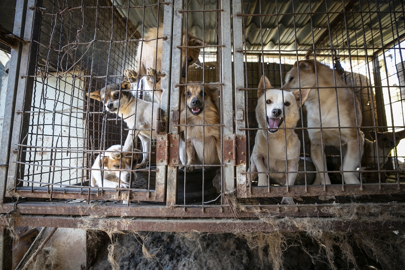 동물보호단체 휴메인 소사이어티 인터내셔널, 17번째 식용견 농장 폐쇄와 ‘식용견 인식 조사’ 결과 발표