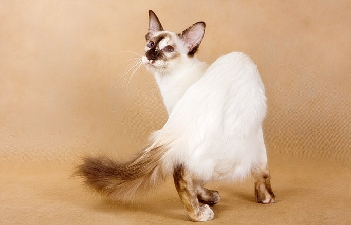 '발리니즈' 고양이 특징 및 성격