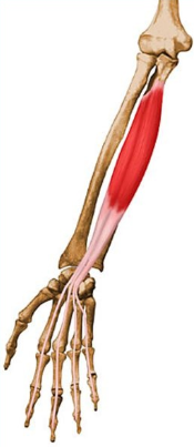 Flexor digitorum profundus(심지굴근,깊은손가락굽힘근) - 관련 스포츠,기시,정지,작용,혈관,신경
