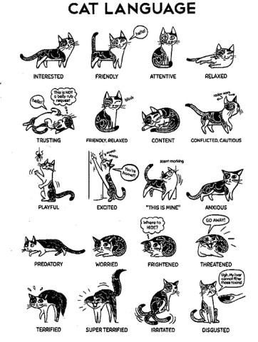 4. 고양이 꼬리 언어, 기능, 성분, 상처, 회복