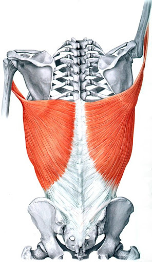 Latissimus dorsi(광배근,넓은등근,활배근) - 관련 스포츠,기시,정지,작용,혈관,신경