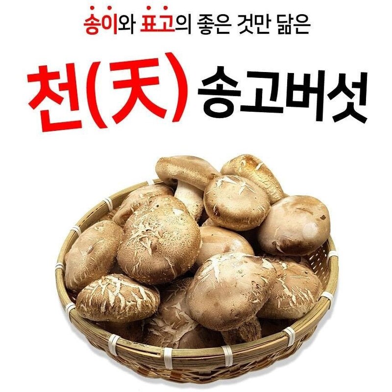 산지직송 무농약 송고버섯 송화버섯 500g 1kg 송화고버섯 저렴하게 구매