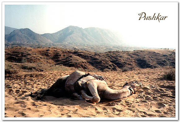 인도여행 - DAY 13 - 낙타타고 푸쉬카르 사막 사파리 Pushkar