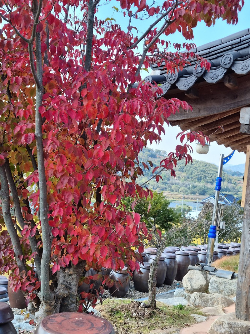 가을 색으로 물든 산딸나무 단풍 /초연당 단풍
