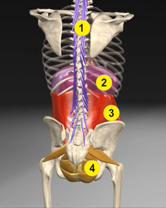 코어(Core)의 개념 과 정리 (횡격막, 복횡근, 내복사근, 다열근/코어 운동)