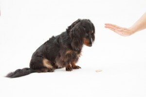 강아지 훈련-집사는 어떻게 하면 말잘듣는 강아지로 훈련할 수 있을까요?
