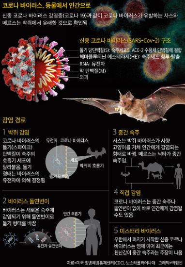 코로나19(코로나바이러스)박쥐와 무슨관계