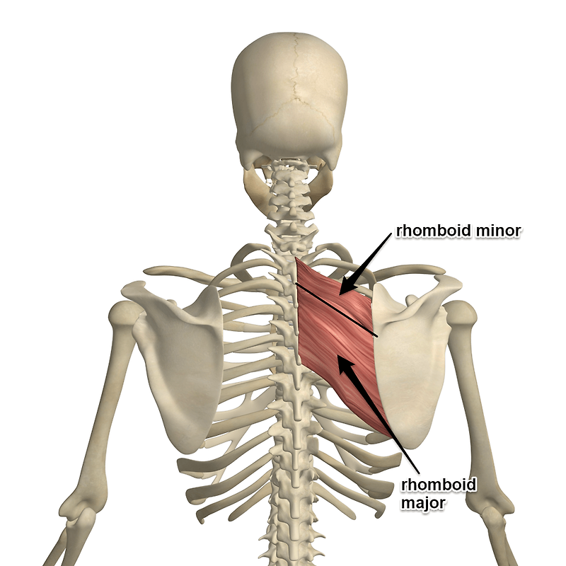 Rhomboid major&minor(큰마름근,네모엎침근) - 관련 스포츠,기시,정지,작용,혈관,신경
