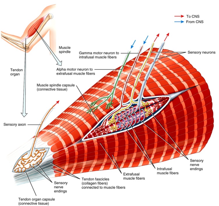 근육과 관절 수용기(Muscle And Joint Receptors)