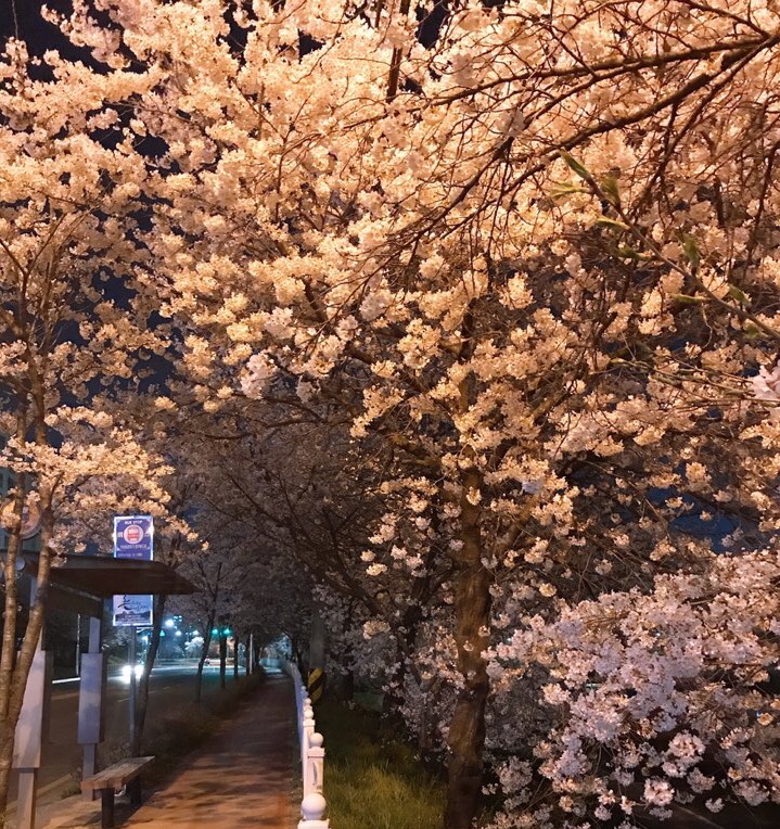전라북도 벚꽃드라이브/전주 벚꽃드라이브-하가지구,천변 벚곷길️