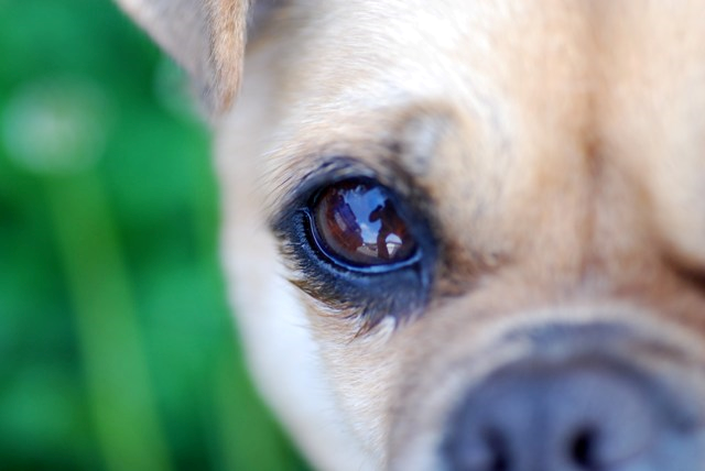 강아지의 결막염- 애견마스타의 애견과 하루일상
