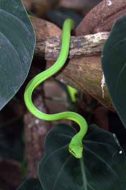 200217 월, 오늘의주도주 (손오공, 초록뱀)