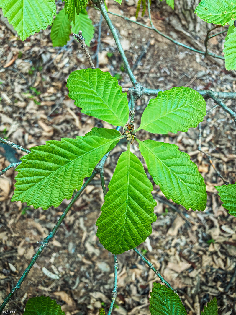 갈참나무 / Quercus aliena