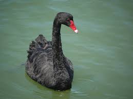블랙스완(Black swan) 그리고 흰까마귀의 의미