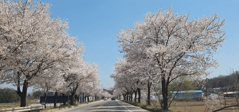 [여주 맛집] 벚꽃축제, 홍원막국수 리뷰