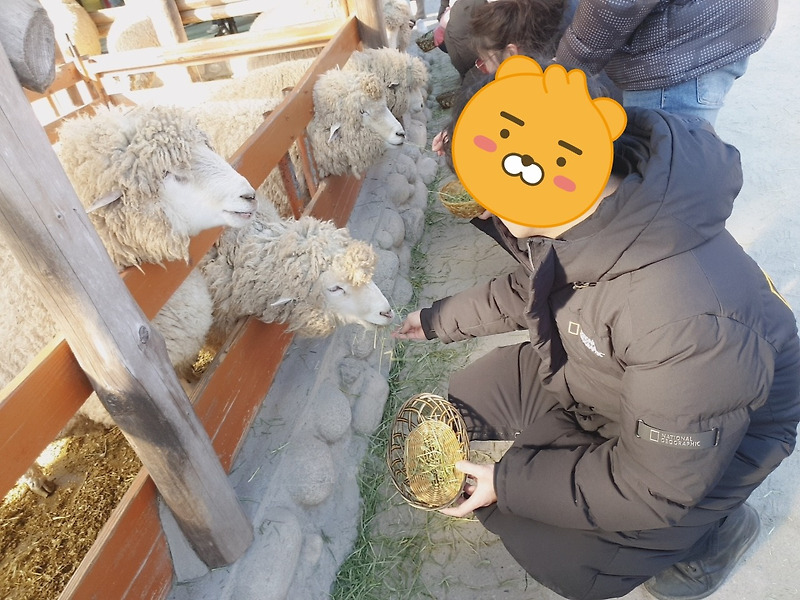 순한 아기양들과 함께한 2020년 1월 겨울 대관령 양떼목장 여행 후기 입장권 할인 정보!!