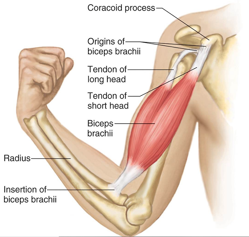 Biceps brachii(상완이두근,위팔두갈래근)-기시,정지,작용,혈관,신경,관련 스포츠