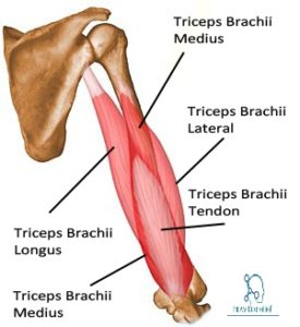 Triceps(삼두박근,삼두근)-기시,정지,작용,혈관,신경,관련 스포츠