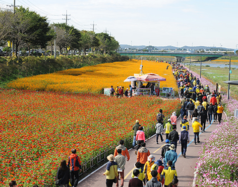 장성 황룡강 노란꽃 잔치 축제