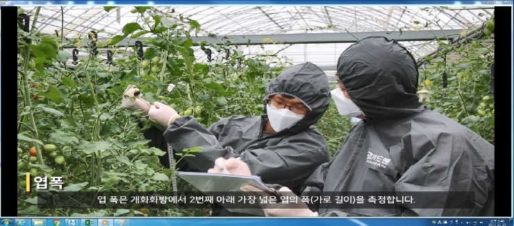 충북농기원,「방울토마토 생육 조사 요령」 동영상 교재 제작