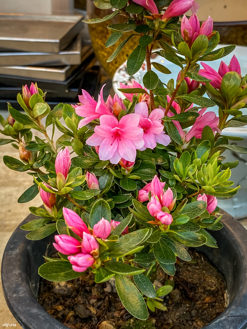 기린(크루메트트지-쿠루메 철쭉) Rhododendron Kurume