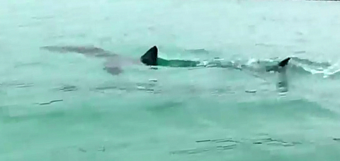 제주도 상어/ 함덕해수욕장에 죠스 출몰 ‘불안, 상어가 나타났다’ 한바탕 소동