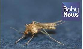 제주에서 일본 뇌염 매개 모기 첫 확인. 일본 뇌염 주의보 전국 발령