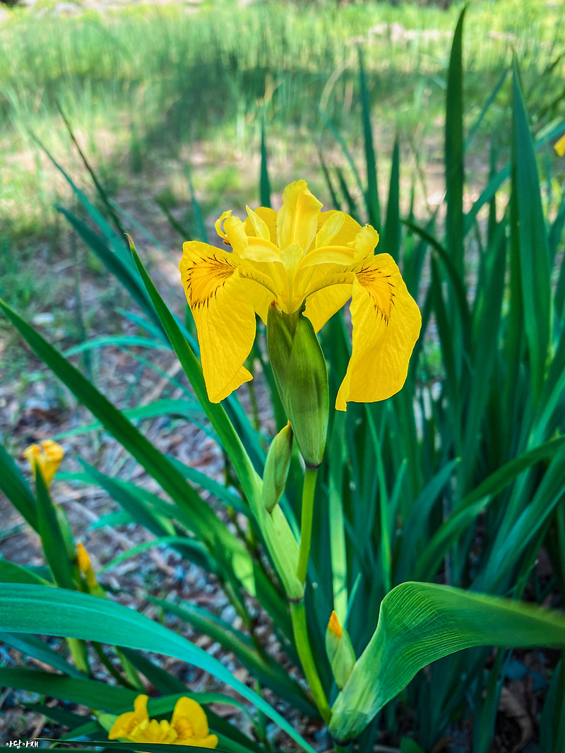 노랑꽃창포 / Iris pseudacorus