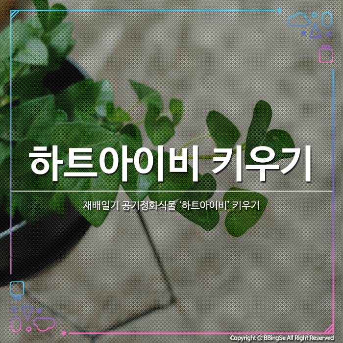 [재배일기] 공기정화식물 '하트아이비' 키우기