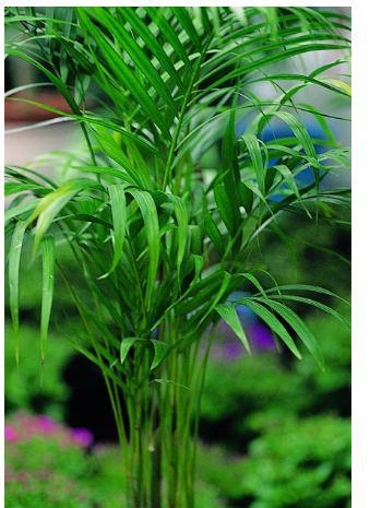 실내 공기정화식물의 효능과 종류, 미세먼지 제거 식물, 공기청정 식물 알아보기