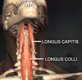 Longus colli&capitis(경장근&두장근) - 관련 스포츠,기시,정지,작용,혈관,신경